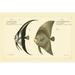 Rosecliff Heights Bloch Antique Fish IV Canvas | 8 H x 12 W x 1.25 D in | Wayfair 020056DE3C814E8DB5118B6AF93AAAFB