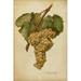 Rosalind Wheeler Vintage Vines III Canvas | 12 H x 8 W x 1.25 D in | Wayfair 7796E0375AAE4B229704C5CBEBDF66D9