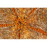 Rosecliff Heights Orange Star N. Sulawesi, Indonesia by Beverly Factor - Wrapped Canvas Photograph Canvas | 12 H x 18 W in | Wayfair