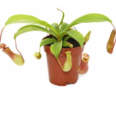 Exotenherz - Kannenpflanze - Nepenthes - 9cm Topf