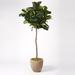 Primrue 84" Artificial Fiddle Leaf Fig Tree in Planter Polyester/Resin | 84 H x 24 W x 24 D in | Wayfair C6B0A234500D42528F9AC87FCEE4963E
