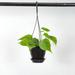 Thorsen's Greenhouse Live Green Philodendron Plant in Hanging Pot | 6 H x 4 D in | Wayfair 4 Green Phil-hanging-black