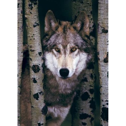 Gray Wolf (Puzzle)