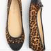 J. Crew Shoes | J.Crew Calfhair Captoe Ballet Flats Shoes Sz. 6.5 | Color: Black/Brown | Size: 6.5