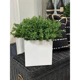 Primrue Roanoke Outdoor UV Artificial Boxwood in Fiberstone Pot Fiberstone/Polysilk | 18 H x 18 W x 18 D in | Wayfair