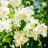 Seringat de Lemoine (Philadelphius Lemonei)