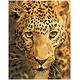 Diamond Dotz DDK6-005 Jaguar Prowl mit Rahmen, ca. 36,7 x 28,7 cm groß, Diamond Painting, Malen mit Diamanten, funkelndes Bild zum Selbstgestalten, für Kinder und Erwachsene