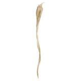 Primrue 36-38" Bleached Kelp - (Sea Kelp), 1 Piece Per Pack, Dried | 36 H x 4 W x 3 D in | Wayfair D44AF78735744CDEBEDEB0DE2F60ED00