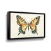 Latitude Run® Butterfly Study II by Farida Zaman - Painting on Canvas in Black | 8 H x 12 W x 2 D in | Wayfair 370DA48E29A64E0D969F66430F648F54