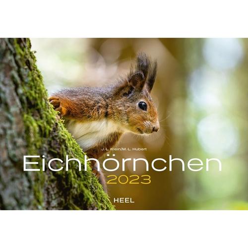 Eichhörnchen 2023