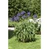 Agapanthus africanus, blau p 0,5
