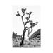 East Urban Home Black California Series - the Joshua Tree by Philippe Hugonnard - Wrapped Canvas Photograph Print Canvas in Black/White | Wayfair