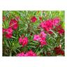 Vivaio Garden Forest - 50 piante di oleandro colori assortiti (Oleandro Nerium) h 60/70cm