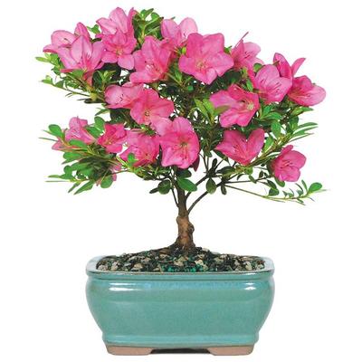 Pink Azalea Bonsai