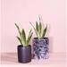 Upshining Live Plant Snake Plant w/ Ceramic Planter Pots 5" White/6" Marble 2 Sets in Black | 6 H x 6 D in | Wayfair 4SL-CDbCSbm