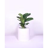 Upshining Live Fiddle Leaf Fig w/ 8" Ceramic Planter Pot in Green/White | 10 H x 8 D in | Wayfair 6F-CMw