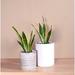 Upshining Live Plant Snake Plant w/ Ceramic Planter Pots 5" Gray/6" Black 2 Sets in Gray/White | 6 H x 6 D in | Wayfair 4SL-CDgCSw