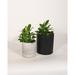 Upshining Live Plant Umbrella Plant w/ Ceramic Planter Pots 5" Gray/6" White in Gray/Black | 9 H x 5 D in | Wayfair 4U-CDgCSb