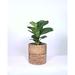 Upshining Live Fiddle Leaf Fig w/ 8" Ceramic Planter Pot in Green/Brown | 10 H x 8 D in | Wayfair 6F-CMrb