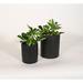 Upshining Live Plant Umbrella Plant w/ Ceramic Planter Pots 5" Sky Blue/6" White in Black | 9 H x 5 D in | Wayfair 4U-CDbCSb