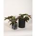 Upshining Live Plant Prayer Plant Maranta w/ Ceramic Planter Pots 5" Marble/6" White in Black | 7 H x 5 D in | Wayfair 2PR-CDbmCSb