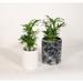 Upshining Live Plant Parlor Palm w/ Ceramic Planter Pots 5" Black Marble/6" White in White/Black | 9 H x 5 D in | Wayfair 2PM-CDwCSbm
