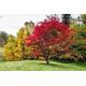 5 redleaf japanese maple tree seeds. tree seeds that can be used for bonsai.