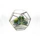 Geo Ball Terrarium with Real Cactus and Succulent House Plants | Gift Ideas with Living Plants