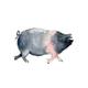 Pig print, limited edition print - Dorothy the pig, saddleback pig print