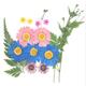 Pressed flowers mix, fleabane, marguerite daisy, bridal wreath, foliage for floral art, craft