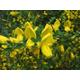 100 x broom tree seeds, scotch broom (cytisus scoparius) tree shrub seeds.