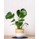 Monstera Deliciosa Houseplant Cheese Plant | Easy Care Indoor Plant | Swiss Cheese Plant | Plants for Beginners | 17cm Pot | 20cm Pot