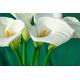 15 x zantedeschia aethiopica arum lily seeds.