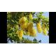 25 x golden rain tree seeds - koelreuteria paniculata - 'pride of india' tree