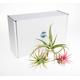 Air Plant Trio Selection | Air Plants Plants for Terrariums | Indoor Air Plants | Plants in Gift Box