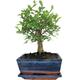 Chinese Elm Broom Style Bonsai Tree Supplied with Matching Ceramic Tray