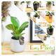 Ficus Lyrata Fiddle Leaf Fig Tree Evergreen Indoor House Plant in Pot