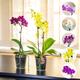 2 x Phalaenopsis Blume Moth Orchid Pink White Purple Yellow Colour Indoor Flower Plant in 9cm Pot