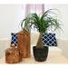 Costa Farms Ponytail Palm in Nursery Pot | 15 H x 6 D in | Wayfair CO.PT06.4D.GP