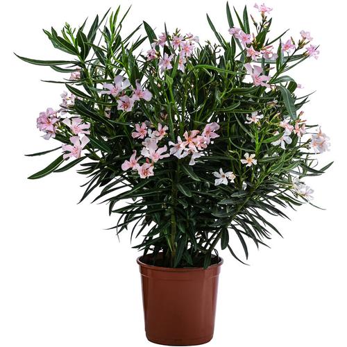 Oleander, strauchförmig mit rosa Blüten, ca. 60-70 cm, ø Topf 20 cm, Zierpflanze - Dehner