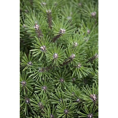 Berg-Kiefer 'Benjamin' Pinus mugo 'Benjamin' p 1,5 12- 15 Image