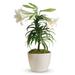 Send Flowers - Potted Easter Lily Plant