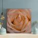 Rosdorf Park Close-Up Photography Of Beige Rose Flower - 1 Piece Rectangle Graphic Art Print On Wrapped Canvas Metal | 32 H x 32 W x 2 D in | Wayfair