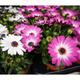 1 To 4 Gerbera Mix Color African Daisy Flower Plants Chrysanthemum Sunflower in 12cm pot Outdoor