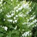 White Bleeding Hearts Flower - 2 or 4 Bare Roots - Attracts Butterflies, Bees & Hummingbirds