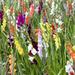 Colorful Mix Gladiolus Flowers - 40 Bulbs - Attracts Butterflies, Bees & Hummingbirds
