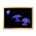 East Urban Home Purple Jellyfish on Black - Print on Canvas in Black/Blue | 12 H x 20 W x 1 D in | Wayfair 234A7F670BC4458E89DECA845AAAB5FD