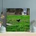 Red Barrel Studio® Black Bird On Green Grass During Daytime - 1 Piece Rectangle Graphic Art Print On Wrapped Canvas in Black/Green | Wayfair