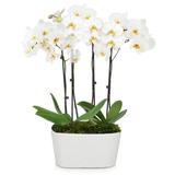 Send Flowers - 4 Stemmed White Orchid Plant