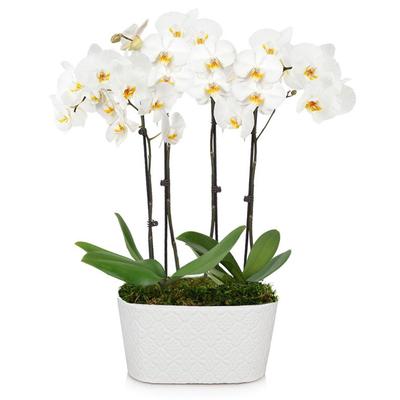 Send Flowers - 4 Stemmed White Orchid Plant